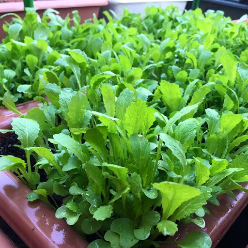 Hạt giống cải xanh ăn non 20gram RADO 638