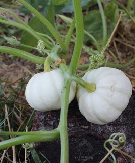 HẠT GIỐNG BÍ NGÔ SỮA