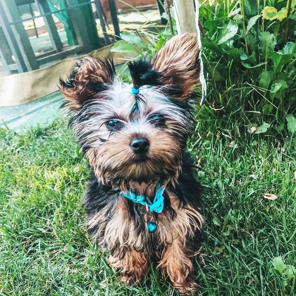 JARRED Vòng Cổ Nylon Họa Tiết Hoạt Hình Có Chuông Có Thể Điều Chỉnh Cho Thú Cưng