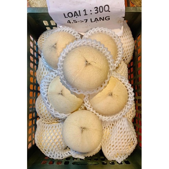 Dừa Xiêm Trọc Bến Tre Xuất Khẩu 480-600gram