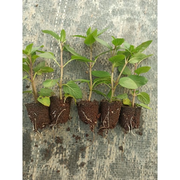 5 cây giống bạc hà chocolate mint