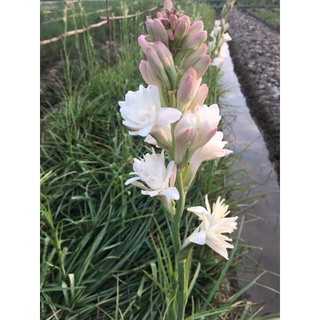 Huệ hương kép 50000/10 củ