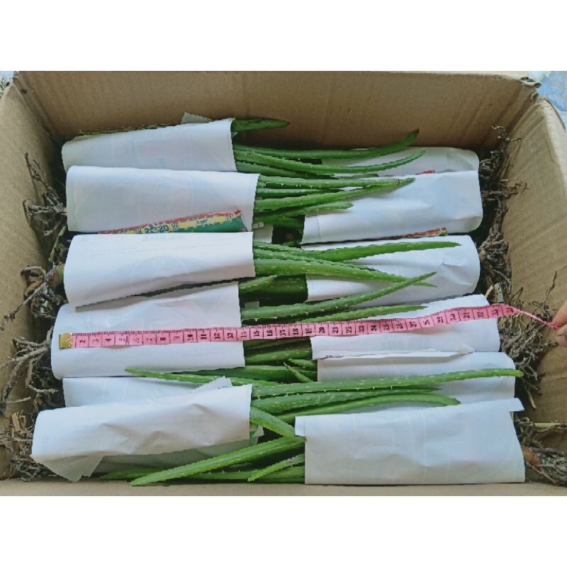 Nha đam con giống Mỹ  , cây con giống cao trên 20cm- 30cm !!