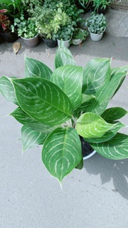 Chậu Cây Bạch Mã Hoàng Tử (chỉ giao hoả tốc)
