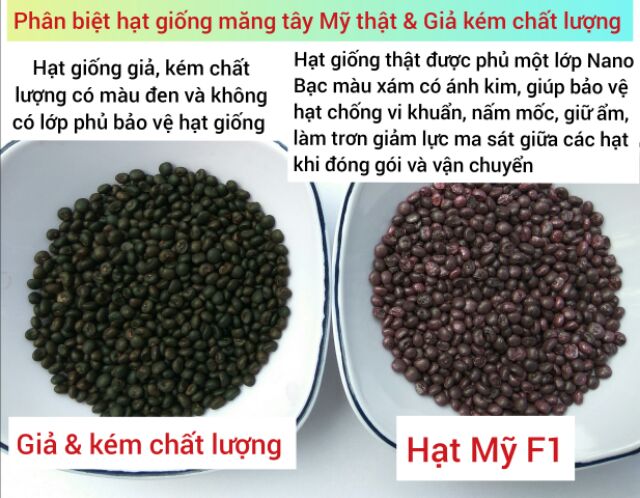 Hạt Giống Măng Tây Mỹ UC 157 F1