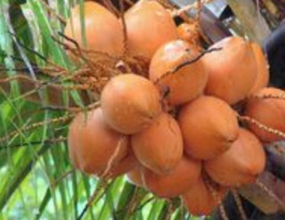 Dừa xiêm lùn đỏ