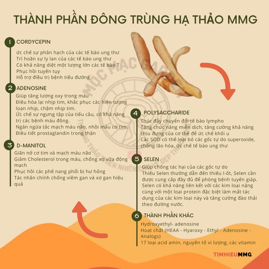(500gr) Đế Đông Trùng Hạ Thảo MMG Thái Lát | BigBuy360 - bigbuy360.vn