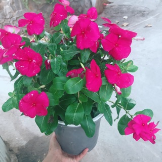 Chậu hoa dừa cạn