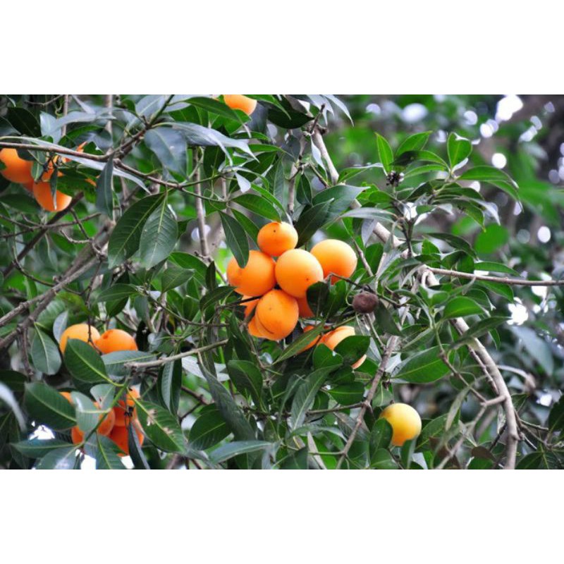 Cây thanh trà siêu ngọt_TH farm_ Cây chuẩn giống- Chất lượng cao