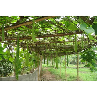 20 Hạt giống quả bầu dài