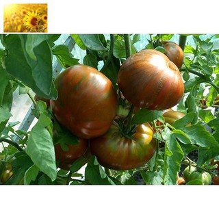 Hạt Giống Cà Chua Socola Qủa To (30 Hạt)