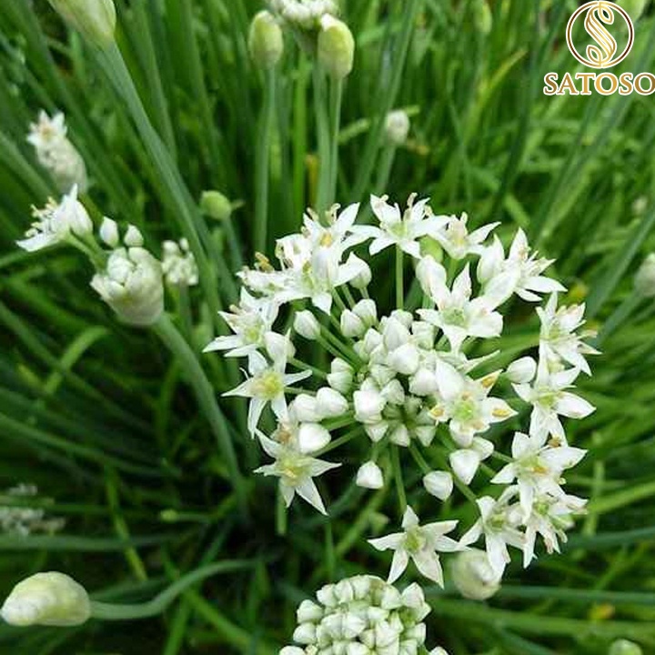 Hạt hẹ khô thượng hạng giúp bổ thận tráng dương SATOSO 1kg SA116