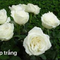 combo 10 cây hồng đỏ pháp rễ trần