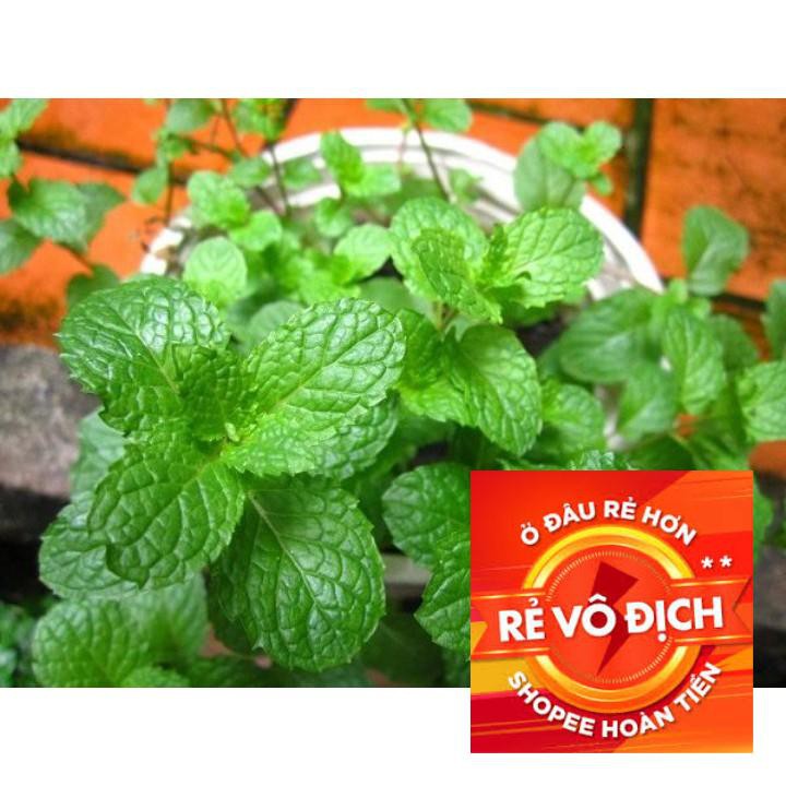 100h hạt giống rau húng bạc hà - húng lủi ( Mentha arvensis ) TRỢ GIÁ