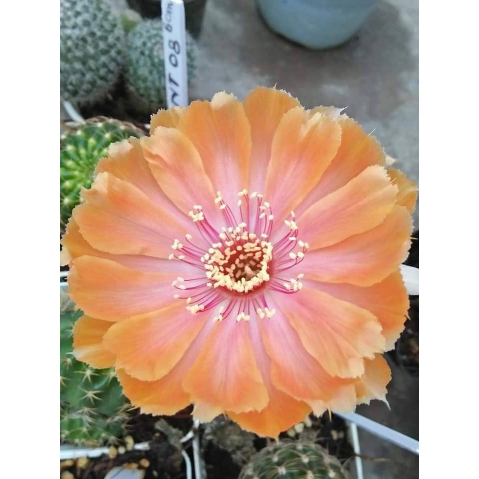 Combo xương rồng boli 5củ 88k