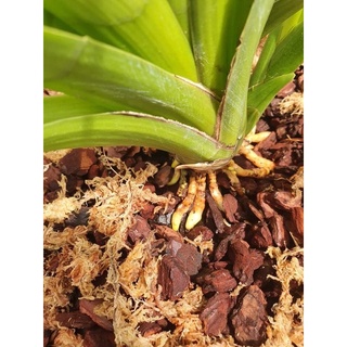 AUXIN siêu kích rễ cho lan
