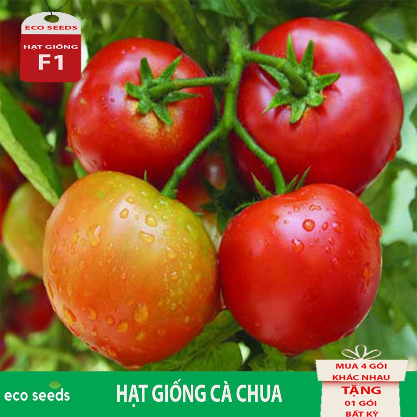 HẠT GiỐNG CÀ CHUA Q11 Eco seeds KLT 100mg. Tỷ lệ nảy mầm cao, Cây ra trái sai, phẩm chất ngon