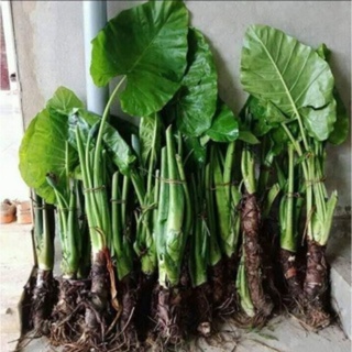 RẺ VÔ ĐỊCH - Combo 5 Cây Ráy Thân To