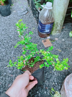 Cây Sam Núi Bonsai
