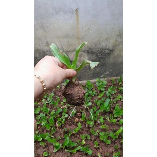 Combo 4 Củ giống trinh nữ hoàng cung - Mua 2 com bo tặng 1 củ