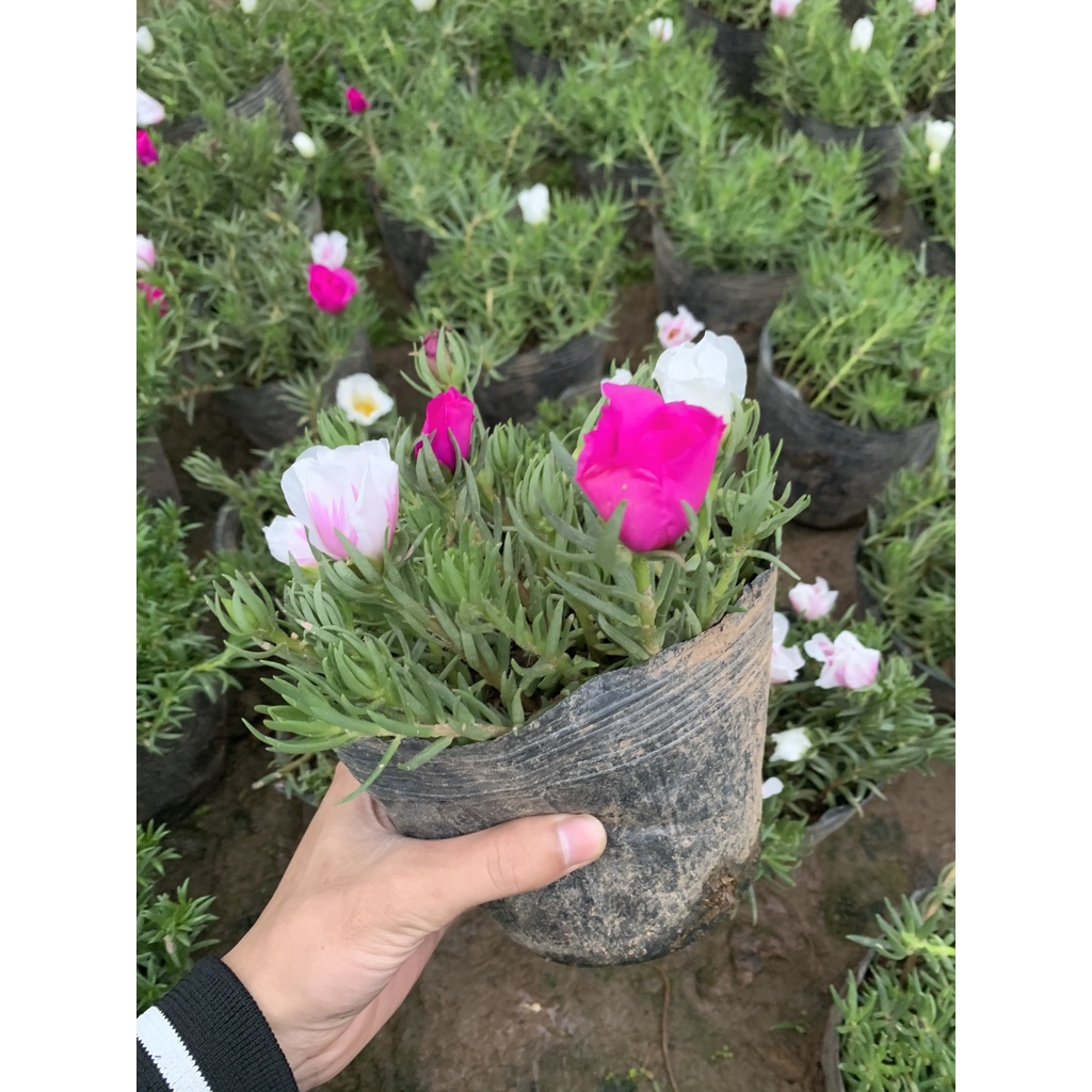 Cây hoa mười giờ thái kép nhiều màu, cây nhiều hoa nở đẹp dễ dàng trồng và chăm sóc thích hợp trồng trang trí cảnh quan