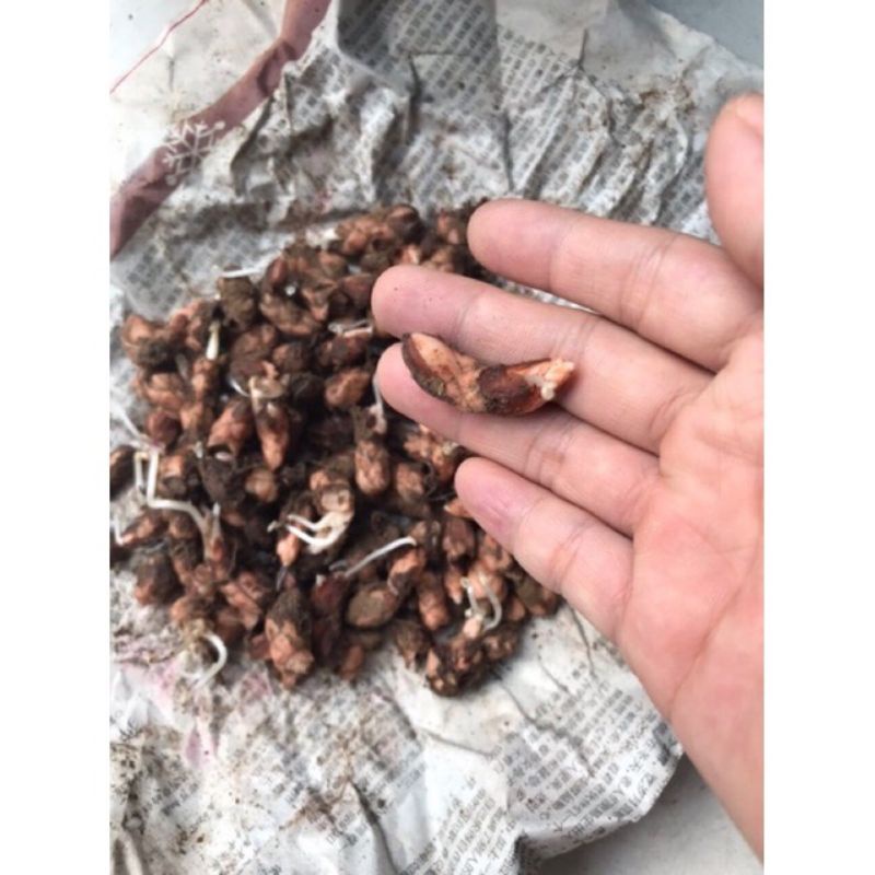 Củ hoa bướm đêm