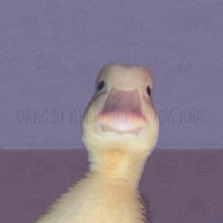lethicamtuxinh