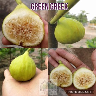 CÂY VẢ TÂY TRÁI VÀNG RA QUẢ SAU 2 THÁNG TRỒNG + Tặng (0,3kg) phân hữu cơ cao cấp