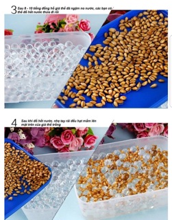 Hộp trồng cỏ mèo