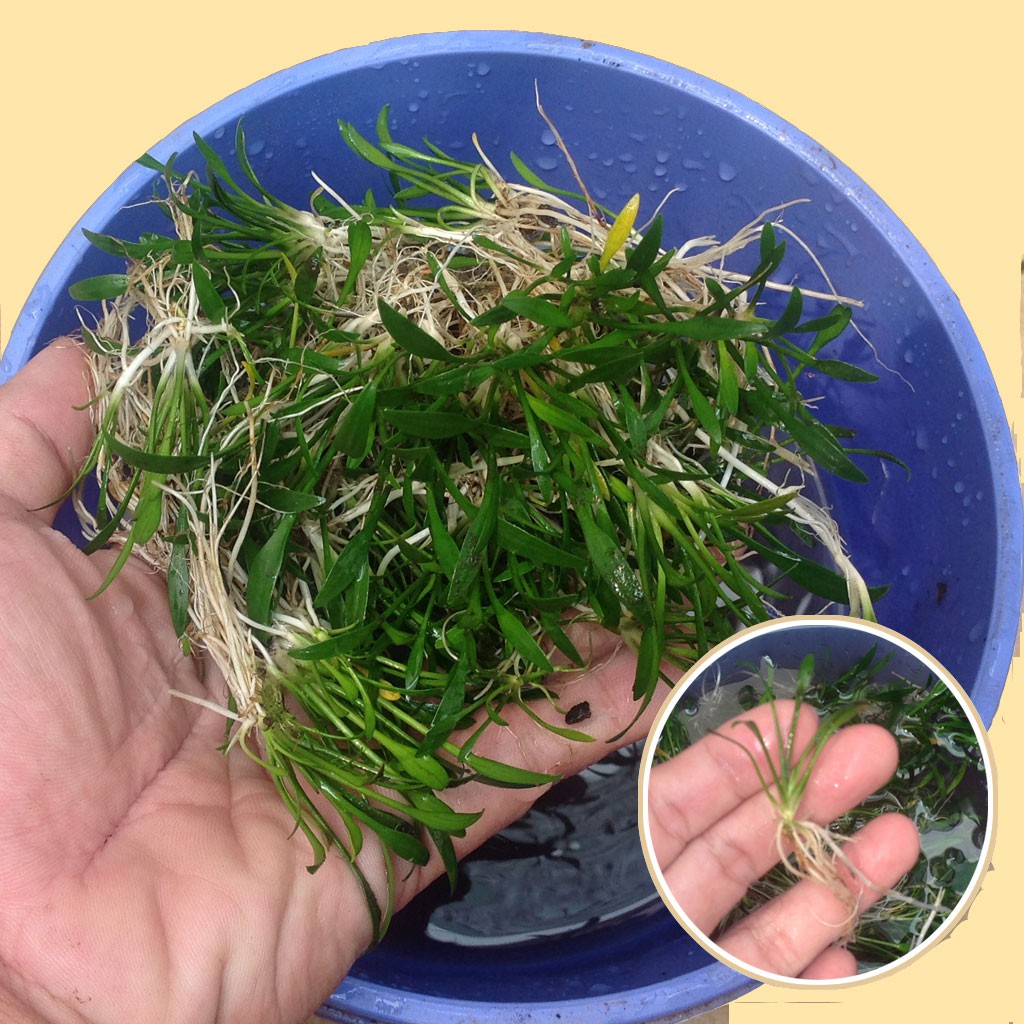 Combo 10 cây tiêu thảo parva thủy sinh