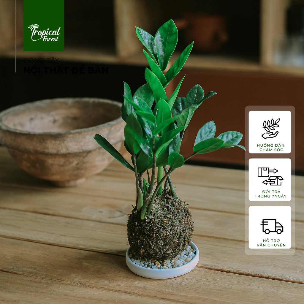 Chậu cây KOKEDAMA nhiệt đới TROPICAL FOREST