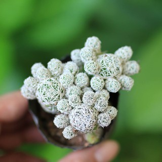 Xương Rồng Trứng Chim ( 2-3 nhánh tùy đợt hàng )