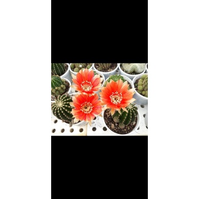 Xương rồng echino hoa cam