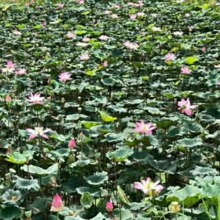 Hath sen tươi đồng tháp 500g