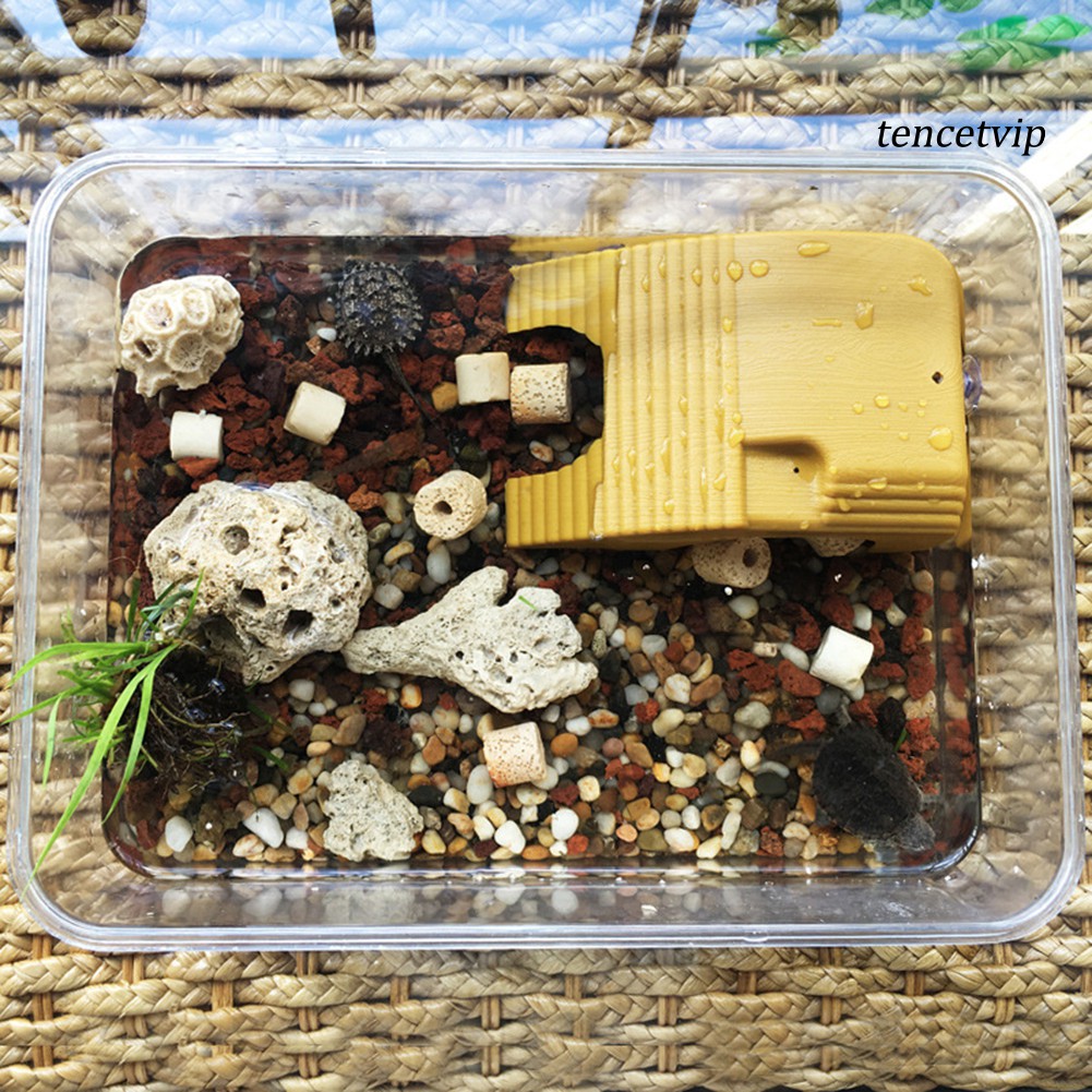 Nền bậc thang rùa thuỷ sinh