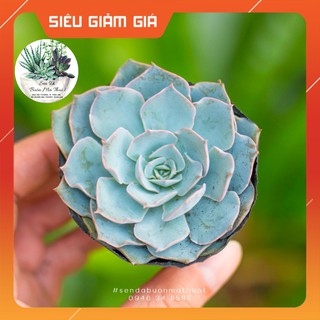 SEN ĐÁ HỒNG PHẤN 🧚[SIÊU ĐẸP]🧚 - SEN ĐÁ BUÔN MA THUỘT