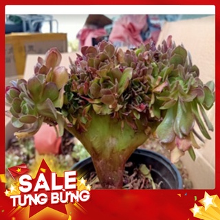 Sen đá Aeo nâu crest🍏 |FREESHIP| 🔥 XỨ NÓNG, ĐÃ THUẦN KHÍ HẬU, KHOẺ ĐẸP 🍏 LỖI 1 ĐỔI 1