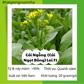 Hạt giống cải ngồng hn f1 - gói 20 gram