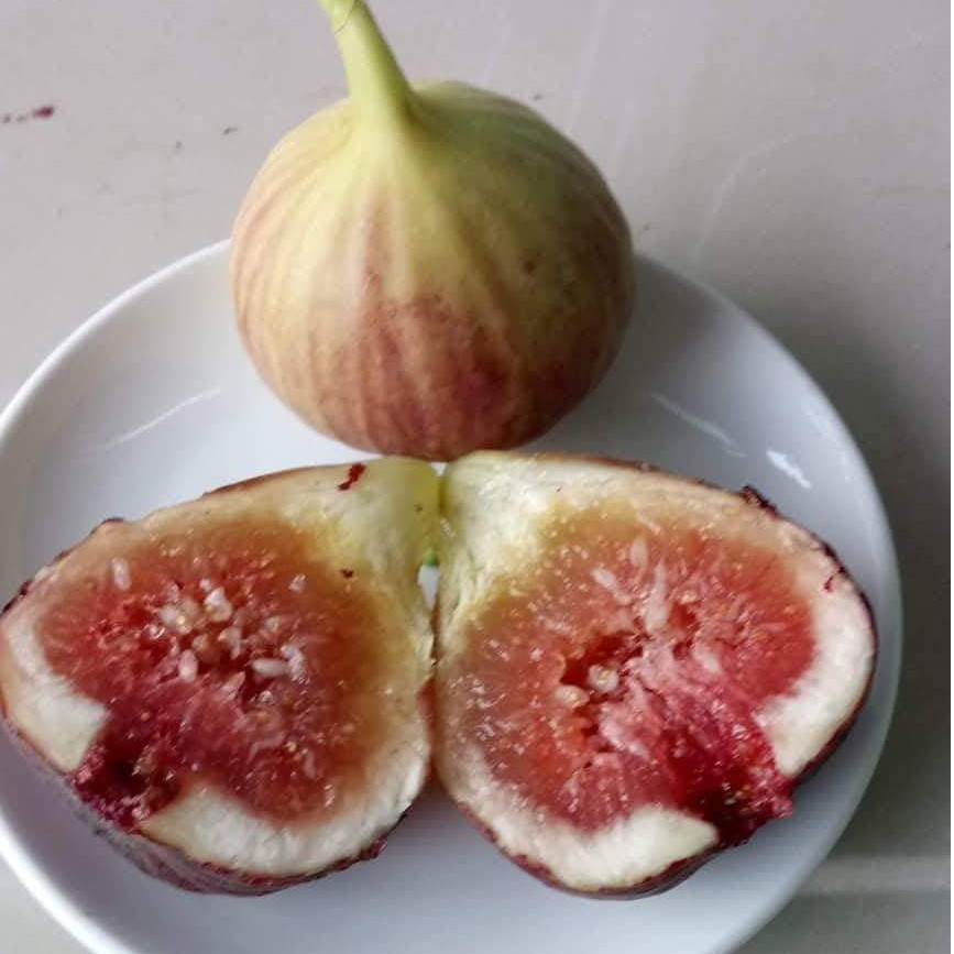 Cây giống sung Mỹ B5 Masui Dauphin