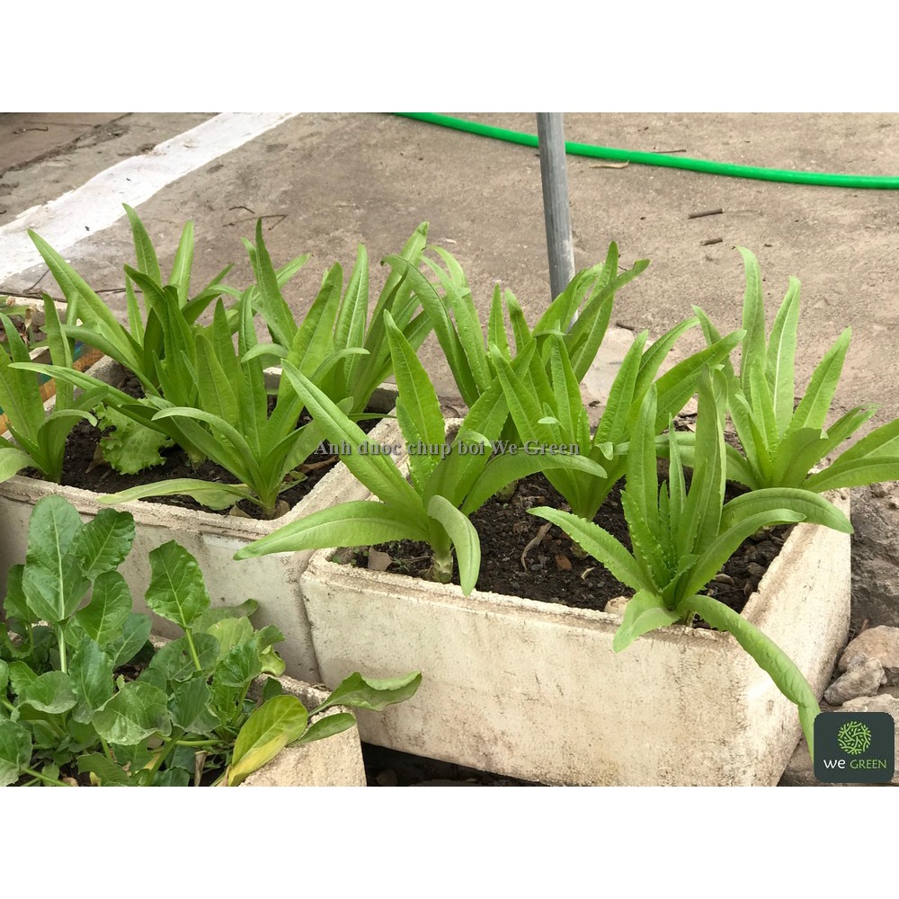 5g Hạt giống Rau Diếp Thơm  dễ trồng quanh năm, thơm ngon, được ăn sau 30 ngày