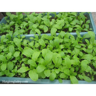 Hạt Giống Cải Mơ Hoàng Mai