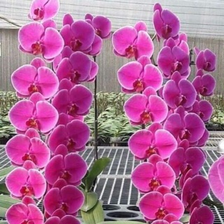 Lan hồ điệp cốc 3.5 chưa ngồng hoa