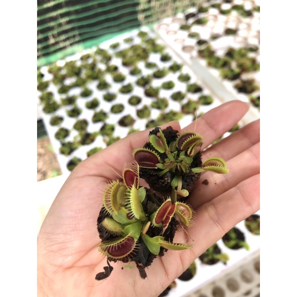 Combo 5-12 Cây bẫy kẹp