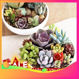 Hạt giống Hoa Sen đá 10 Hạt VIETGAR