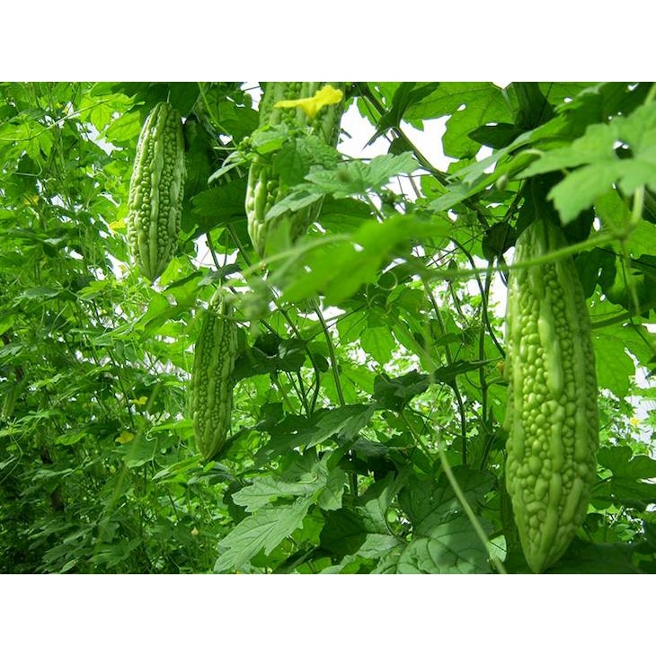 Hạt Giống Mướp Đắng 5gram