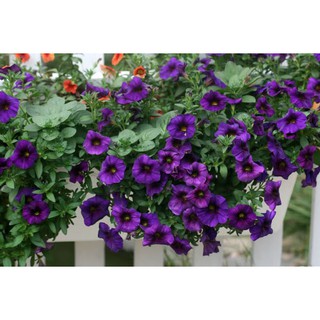 DẠ YẾN THẢO THƠM RỦ F1 - BẦU 1 CÂY ĐANG HOA ĐẸP XUM XUÊ MIXX ĐỦ MÀU