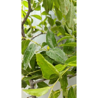 Táo tàu hồ lô