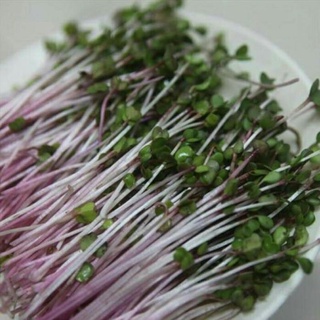 Hạt giống rau mầm củ cải đỏ 10gr