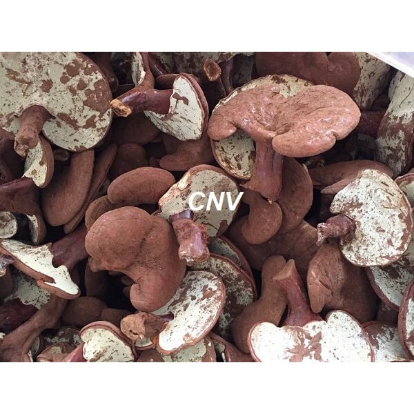 Nấm linh chi đỏ thái lát CNV 500g (Xích chi Việt Nam)