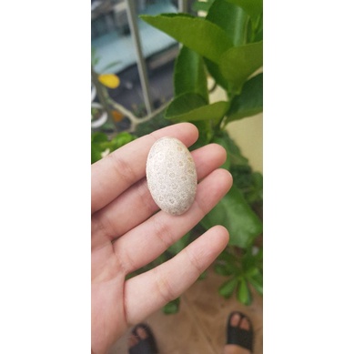 San hô hóa thạch